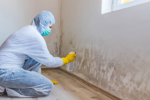Licensed Commercial Mold Remediation service in Woodbury, NY - WQB Mold Removal